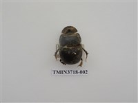 藏品(大黑糞金龜)的圖片